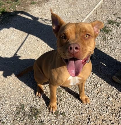 Jessy, splendida pit dagli occhi marroni  Foto 3